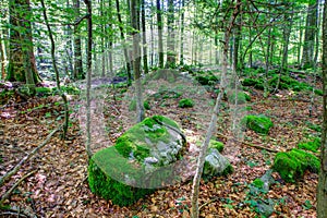 Woodland in KoÃÂevski Rog photo